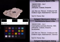 Foto (Objekt + Etiketten) von Cracensigillatus acutirostris (Moericke, 1889) (NHMW-GEO-1990-0041-0306)